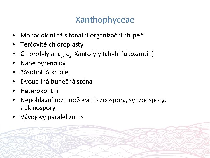 Xanthophyceae Monadoidní až sifonální organizační stupeň Terčovité chloroplasty Chlorofyly a, c 1, c 2,