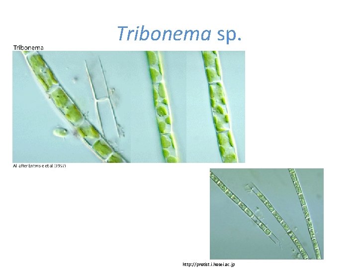 Tribonema sp. http: //protist. i. hosei. ac. jp 