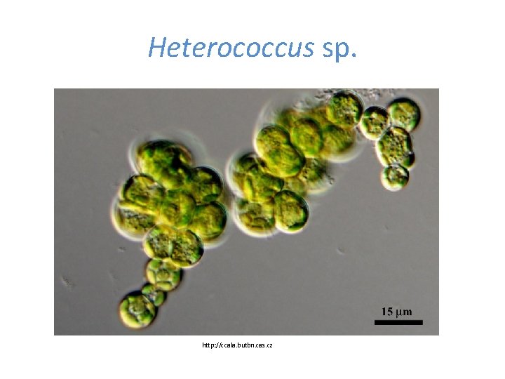 Heterococcus sp. http: //ccala. butbn. cas. cz 