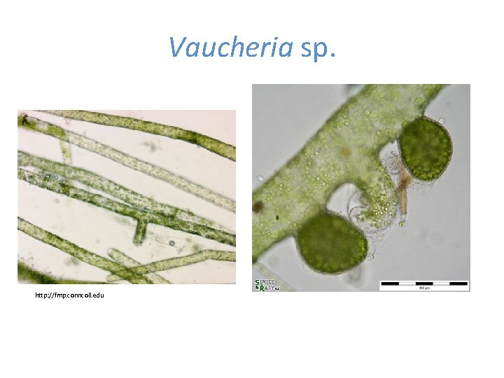 Vaucheria sp. http: //fmp. conncoll. edu 