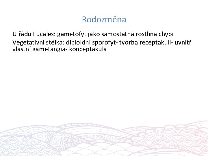 Rodozměna U řádu Fucales: gametofyt jako samostatná rostlina chybí Vegetativní stélka: diploidní sporofyt- tvorba