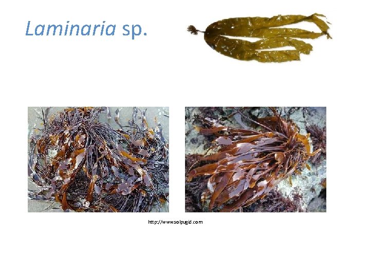 Laminaria sp. http: //www. solpugid. com 