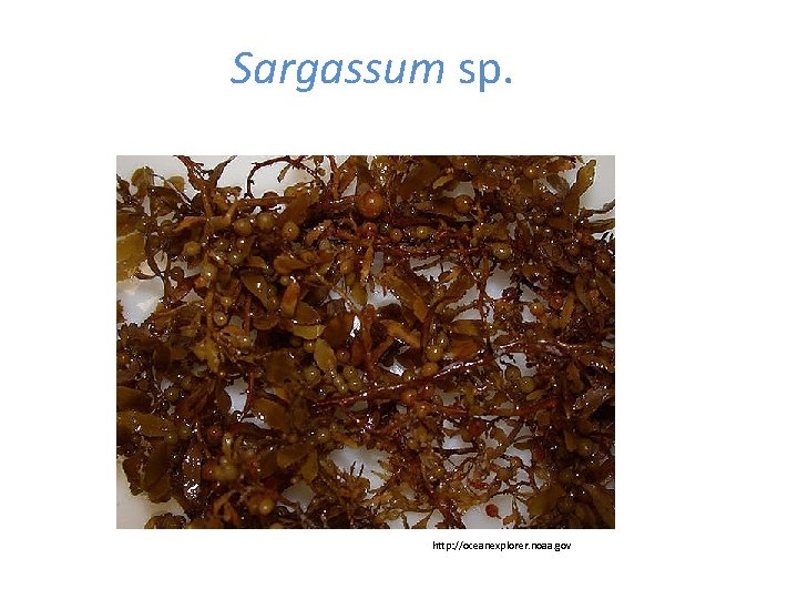 Sargassum sp. http: //oceanexplorer. noaa. gov 