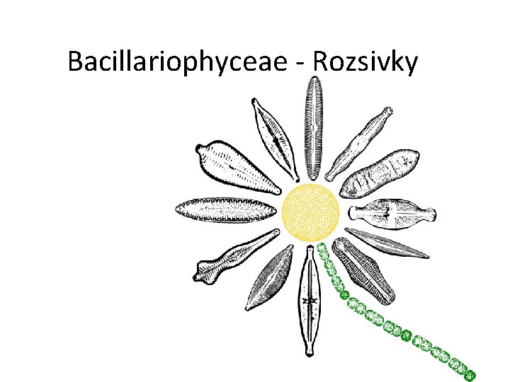 Bacillariophyceae - Rozsivky 