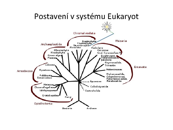 Postavení v systému Eukaryot 
