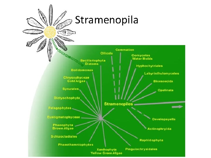  Stramenopila 