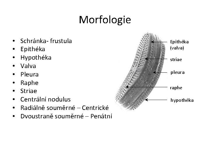 Morfologie • • • Schránka- frustula Epithéka Hypothéka Valva Pleura Raphe Striae Centrální nodulus