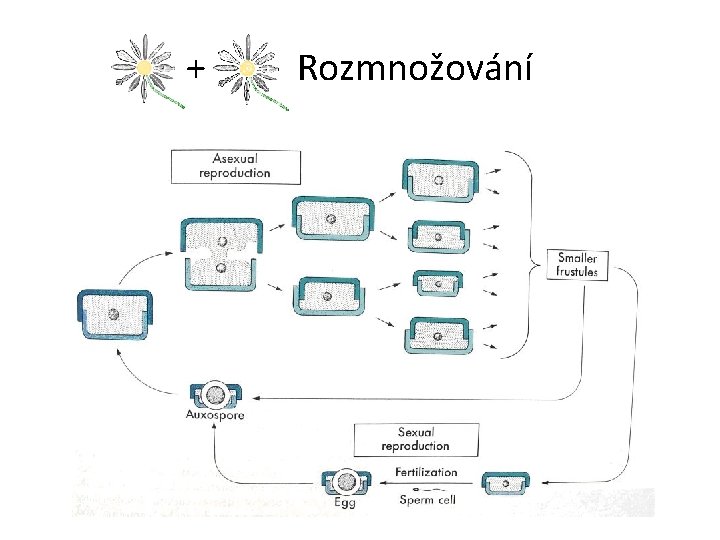 + Rozmnožování 