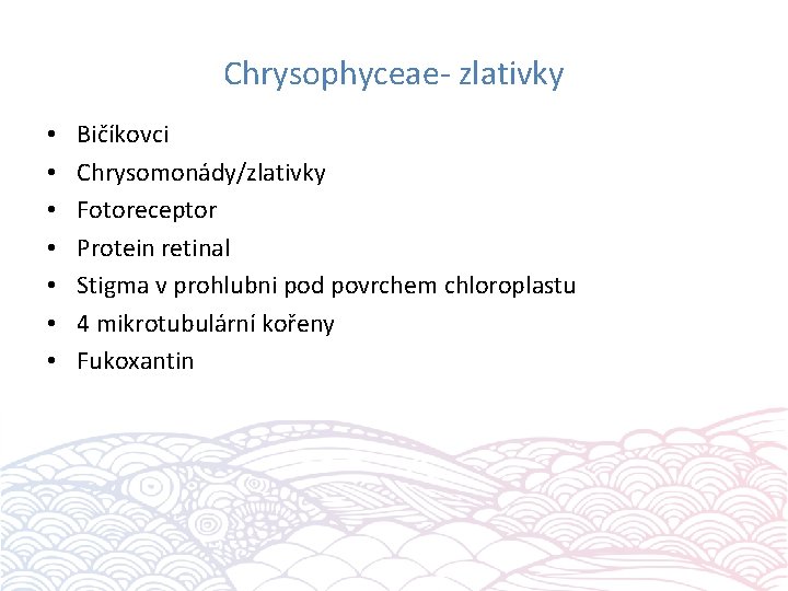 Chrysophyceae- zlativky • • Bičíkovci Chrysomonády/zlativky Fotoreceptor Protein retinal Stigma v prohlubni pod povrchem