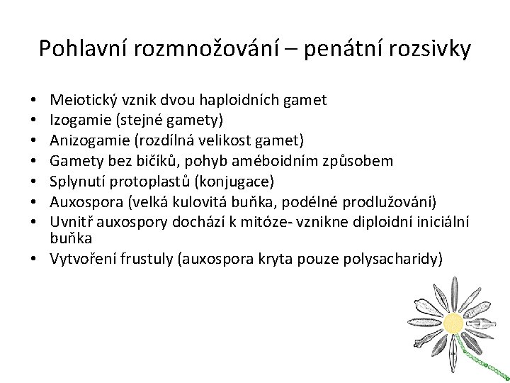 Pohlavní rozmnožování – penátní rozsivky Meiotický vznik dvou haploidních gamet Izogamie (stejné gamety) Anizogamie