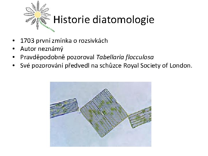 Historie diatomologie • • 1703 první zmínka o rozsivkách Autor neznámý Pravděpodobně pozoroval Tabellaria