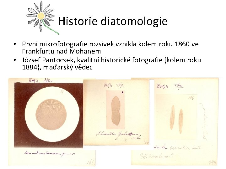 Historie diatomologie • První mikrofotografie rozsivek vznikla kolem roku 1860 ve Frankfurtu nad Mohanem