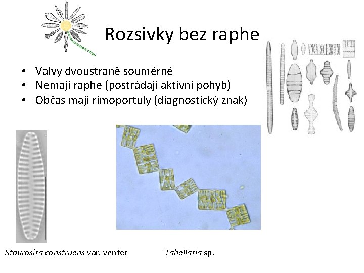 Rozsivky bez raphe • Valvy dvoustraně souměrné • Nemají raphe (postrádají aktivní pohyb) •