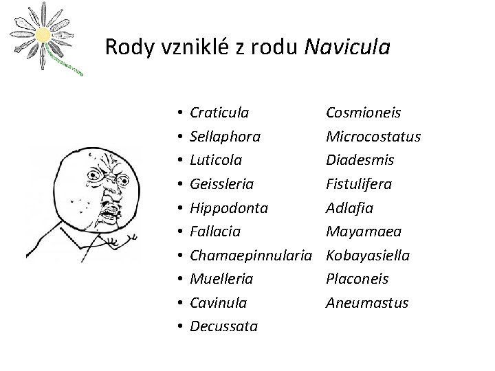 Rody vzniklé z rodu Navicula • • • Craticula Sellaphora Luticola Geissleria Hippodonta Fallacia