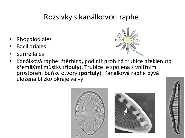 Rozsivky s kanálkovou raphe • • Rhopalodiales Bacillariales Surirellales Kanálková raphe: štěrbina, pod níž