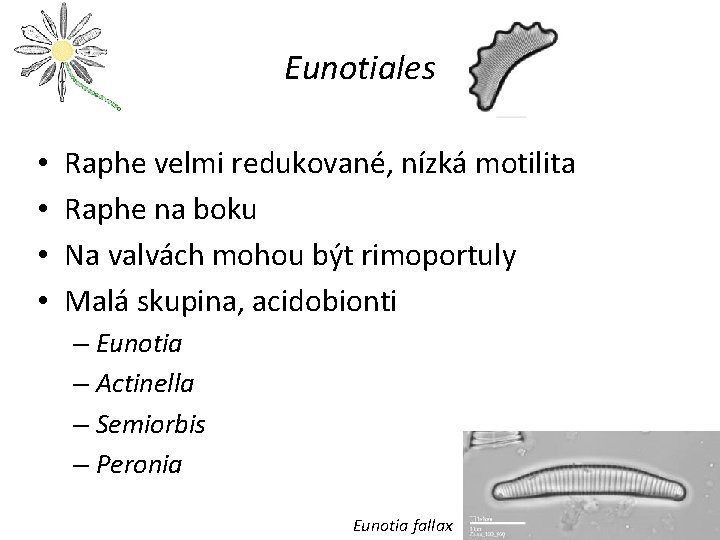 Eunotiales • • Raphe velmi redukované, nízká motilita Raphe na boku Na valvách mohou