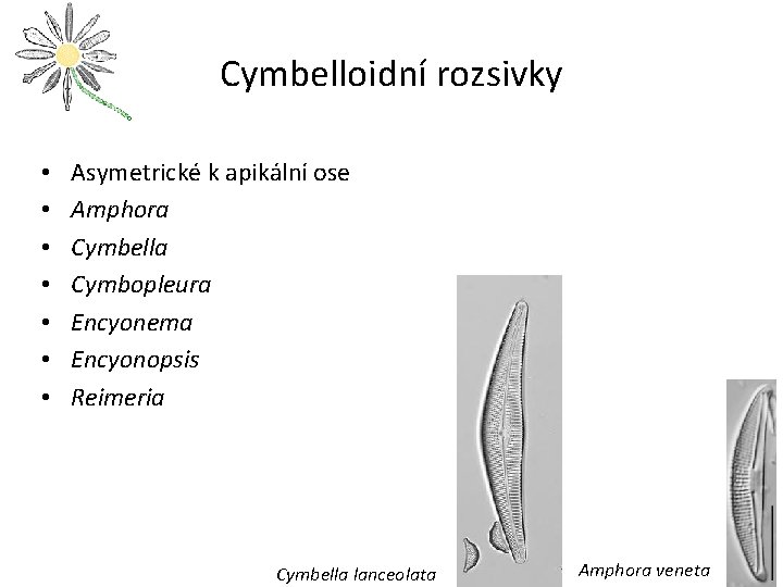 Cymbelloidní rozsivky • • Asymetrické k apikální ose Amphora Cymbella Cymbopleura Encyonema Encyonopsis Reimeria