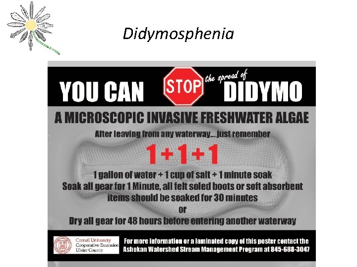 Didymosphenia 