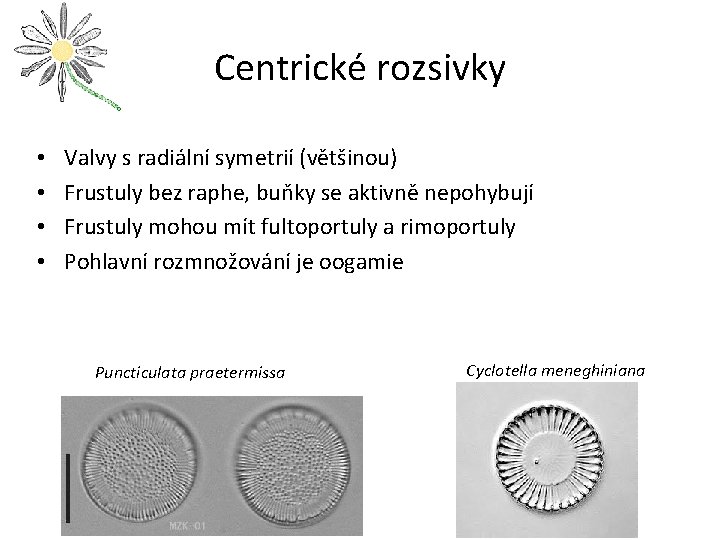 Centrické rozsivky • • Valvy s radiální symetrií (většinou) Frustuly bez raphe, buňky se