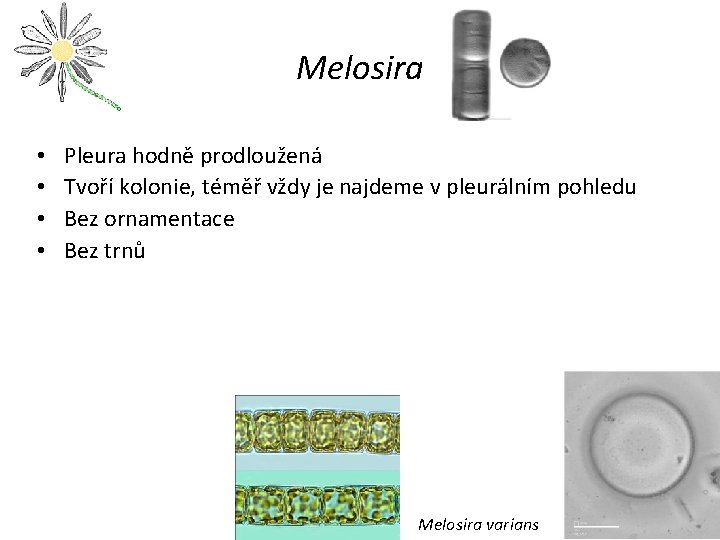 Melosira • • Pleura hodně prodloužená Tvoří kolonie, téměř vždy je najdeme v pleurálním