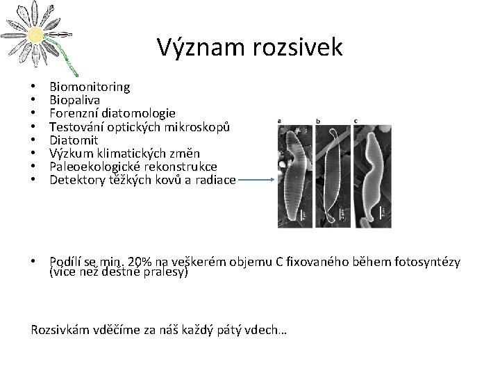 Význam rozsivek • • Biomonitoring Biopaliva Forenzní diatomologie Testování optických mikroskopů Diatomit Výzkum klimatických