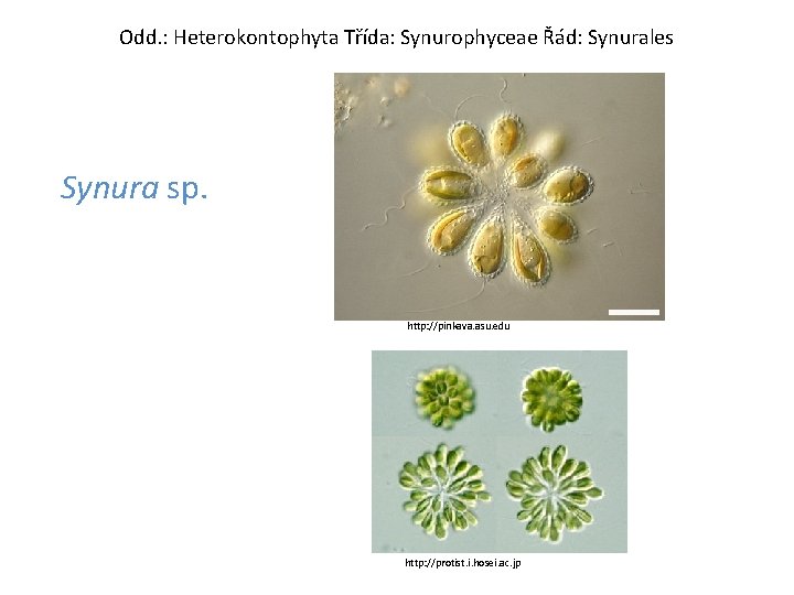 Odd. : Heterokontophyta Třída: Synurophyceae Řád: Synurales Synura sp. http: //pinkava. asu. edu http: