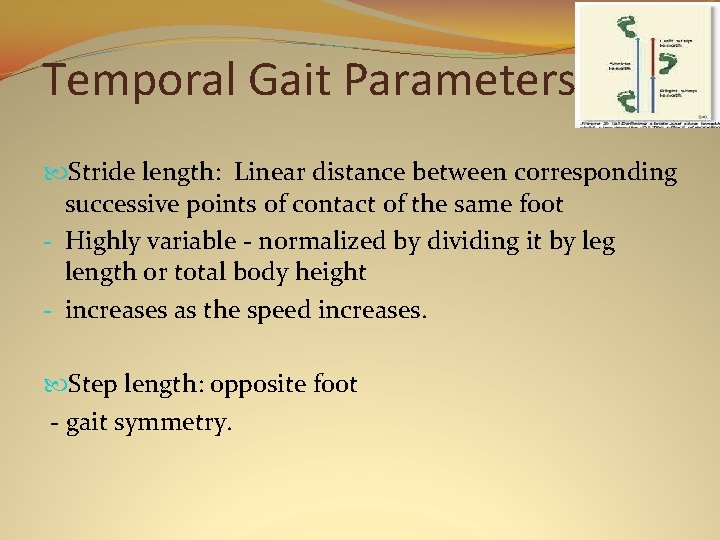 Temporal Gait Parameters Stride length: Linear distance between corresponding successive points of contact of