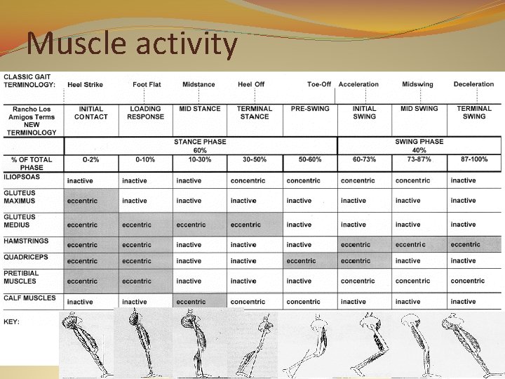 Muscle activity 