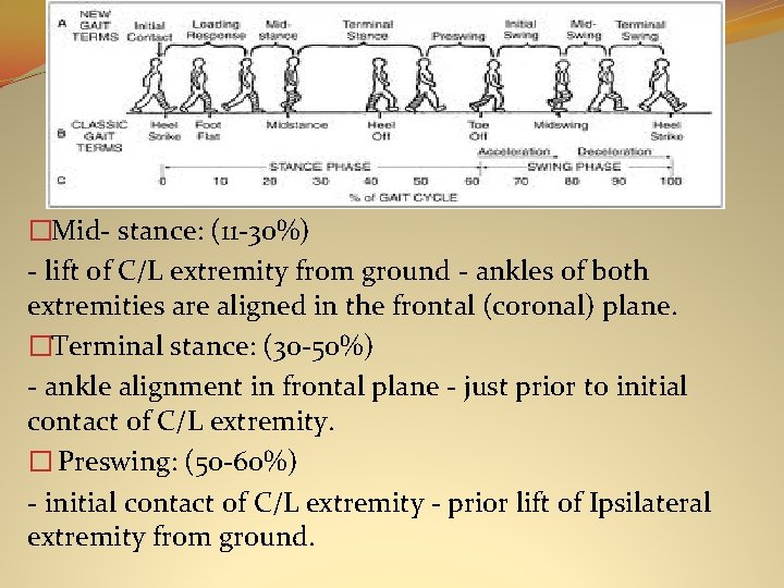 Subphases of Stance phase �Mid- stance: (11 -30%) - lift of C/L extremity from