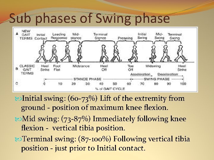 Sub phases of Swing phase Initial swing: (60 -73%) Lift of the extremity from