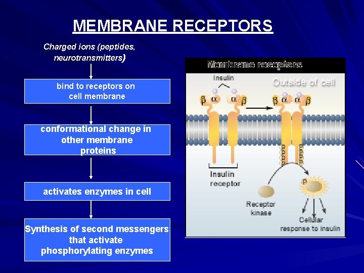 MEMBRANE RECEPTORS Charged ions (peptides, neurotransmitters) bind to receptors on cell membrane conformational change MEMBRANE RECEPTORS Charged ions (peptides, neurotransmitters) bind to receptors on cell membrane conformational change