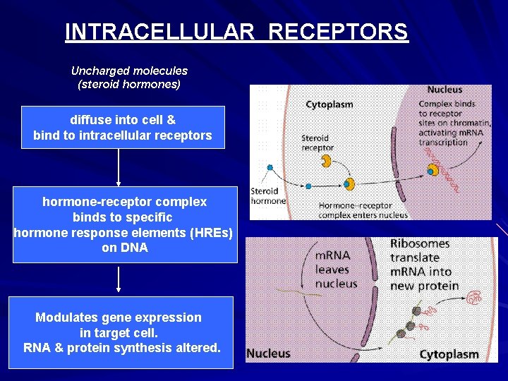 INTRACELLULAR RECEPTORS Uncharged molecules (steroid hormones) diffuse into cell & bind to intracellular receptors INTRACELLULAR RECEPTORS Uncharged molecules (steroid hormones) diffuse into cell & bind to intracellular receptors