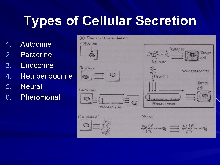 Types of Cellular Secretion 1. 2. 3. 4. 5. 6. Autocrine Paracrine Endocrine Neuroendocrine Types of Cellular Secretion 1. 2. 3. 4. 5. 6. Autocrine Paracrine Endocrine Neuroendocrine