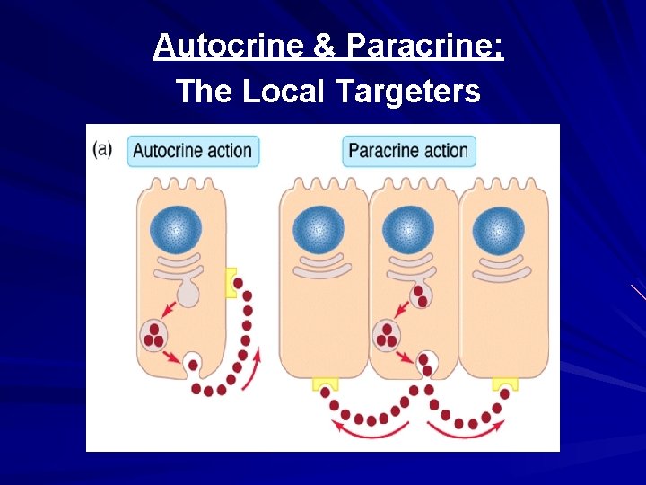 Autocrine & Paracrine: The Local Targeters Autocrine & Paracrine: The Local Targeters