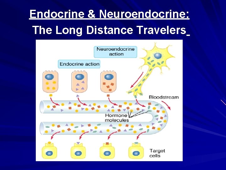 Endocrine & Neuroendocrine: The Long Distance Travelers Endocrine & Neuroendocrine: The Long Distance Travelers