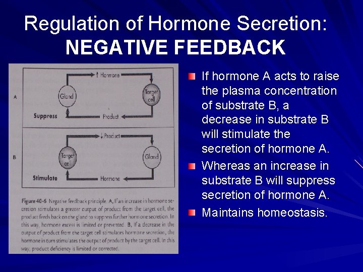 Regulation of Hormone Secretion: NEGATIVE FEEDBACK If hormone A acts to raise the plasma Regulation of Hormone Secretion: NEGATIVE FEEDBACK If hormone A acts to raise the plasma