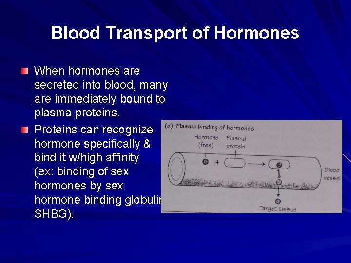 Blood Transport of Hormones When hormones are secreted into blood, many are immediately bound Blood Transport of Hormones When hormones are secreted into blood, many are immediately bound