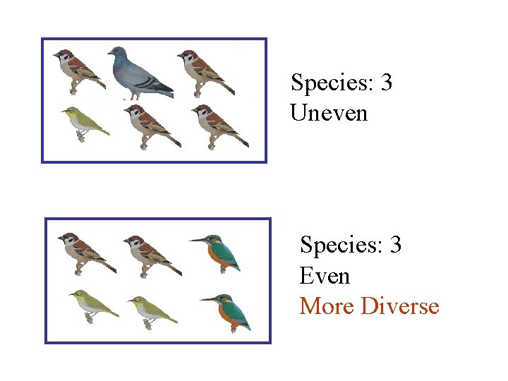 Species: 3 Uneven Species: 3 Even More Diverse 