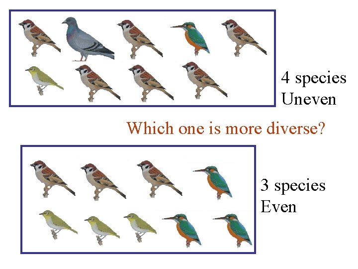 4 species Uneven Which one is more diverse? 3 species Even 