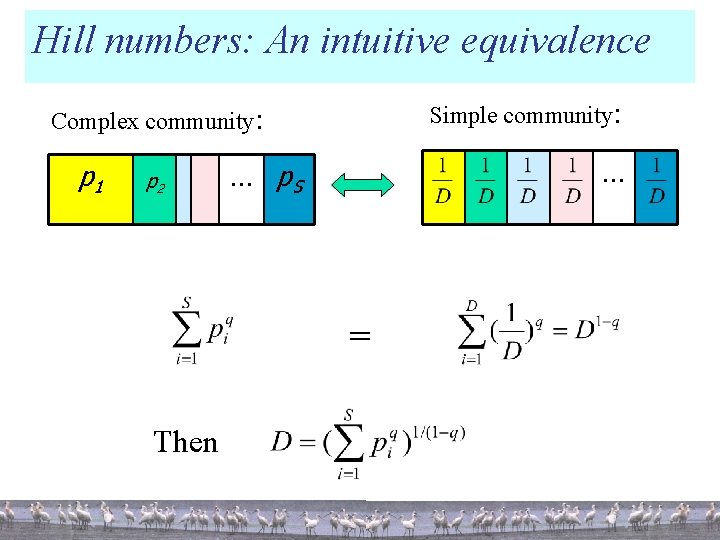 Hill numbers: An intuitive equivalence Simple community: Complex community: p 1 p 2 …