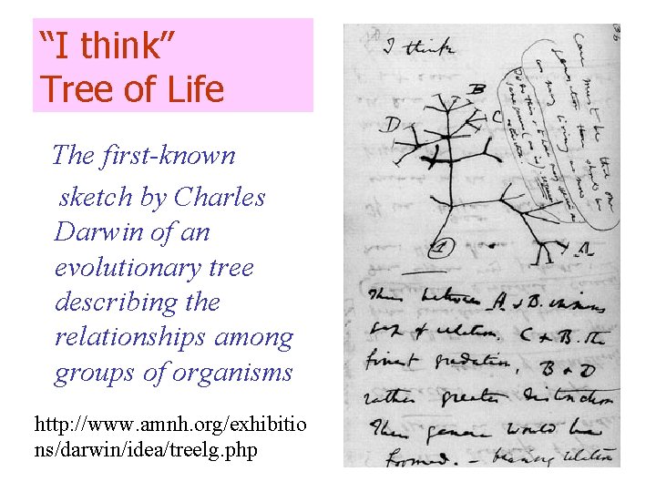 “I think” Tree of Life The first-known sketch by Charles Darwin of an evolutionary