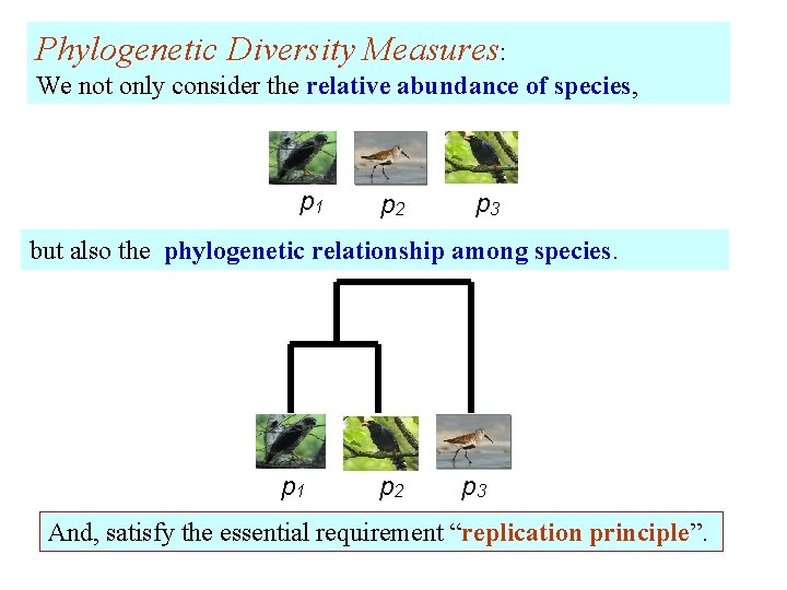 Phylogenetic Diversity Measures: We not only consider the relative abundance of species, p 1