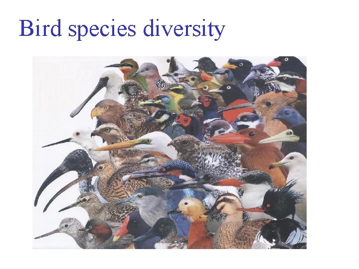 Bird species diversity 