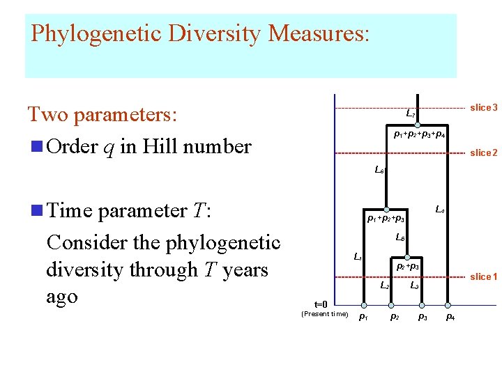 Phylogenetic Diversity Measures: Two parameters: n Order q in Hill number slice 3 L