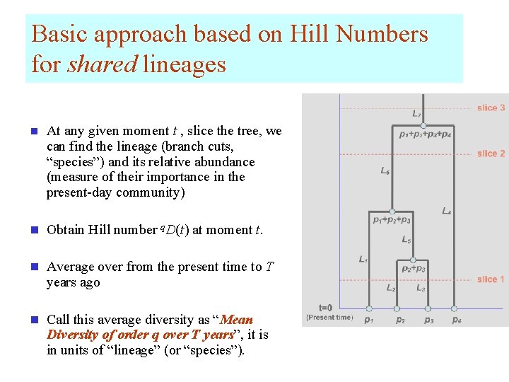 Basic approach based on Hill Numbers for shared lineages n At any given moment