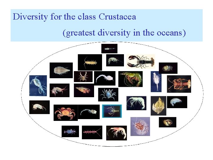 Diversity for the class Crustacea (greatest diversity in the oceans) 