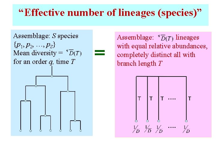 “Effective number of lineages (species)” Assemblage: S species {p 1, p 2, …, p.