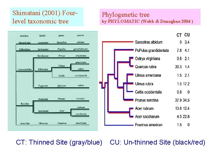 Shimatani (2001) Fourlevel taxonomic tree Phylogenetic tree by PHYLOMATIC (Webb & Donoghue 2004 )