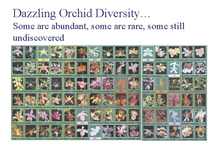 Dazzling Orchid Diversity… Some are abundant, some are rare, some still undiscovered 