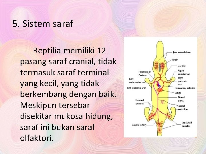 5. Sistem saraf Reptilia memiliki 12 pasang saraf cranial, tidak termasuk saraf terminal yang